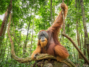 Vernissage: PONGO – Faszination Orang-Utan