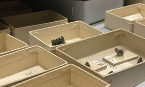 Die fossilen Ureichhörnchen von Rümikon in unserer Sammlung