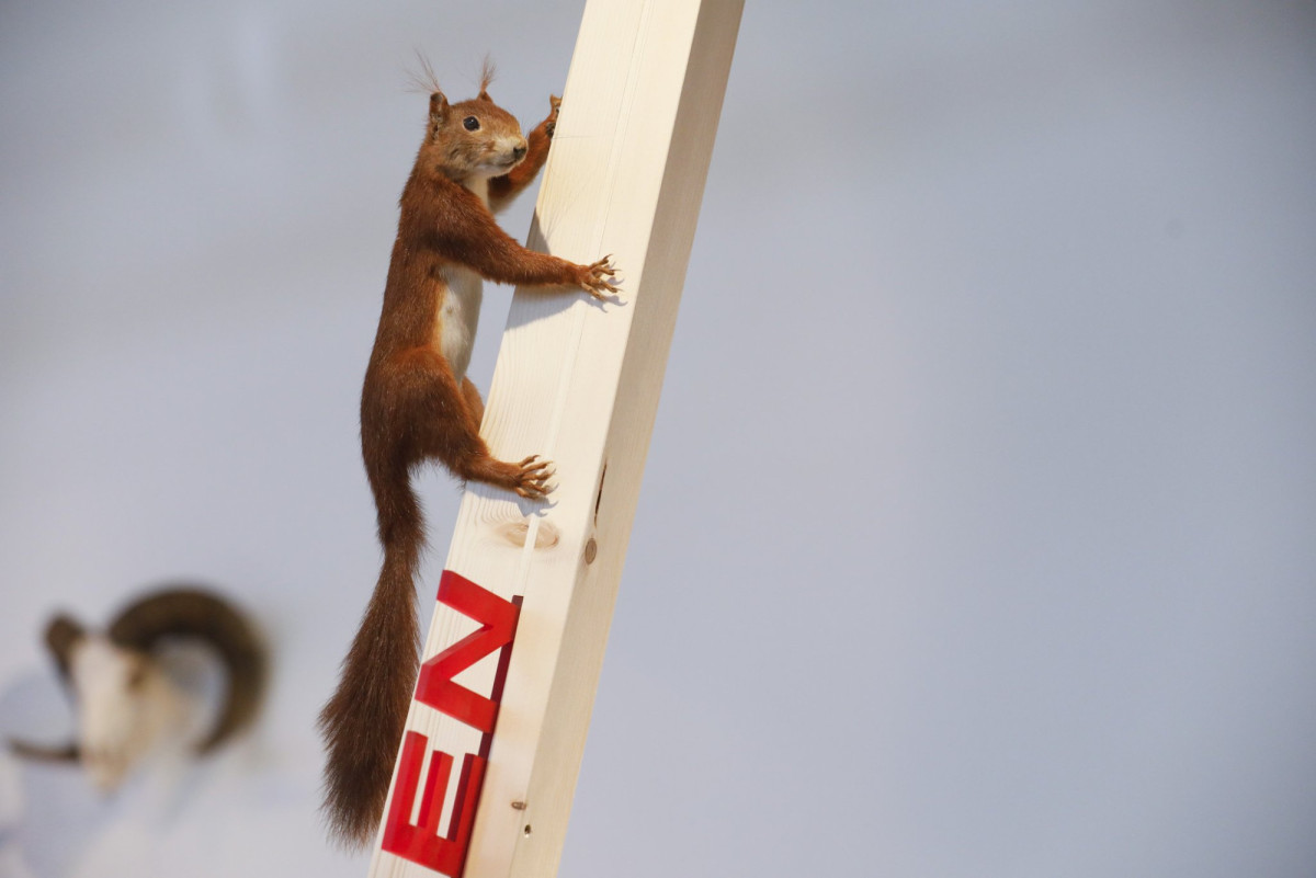 Eichhörnchen - Einführung für Lehrpersonen Eichhörnchen - Einführung für Lehrpersonen
