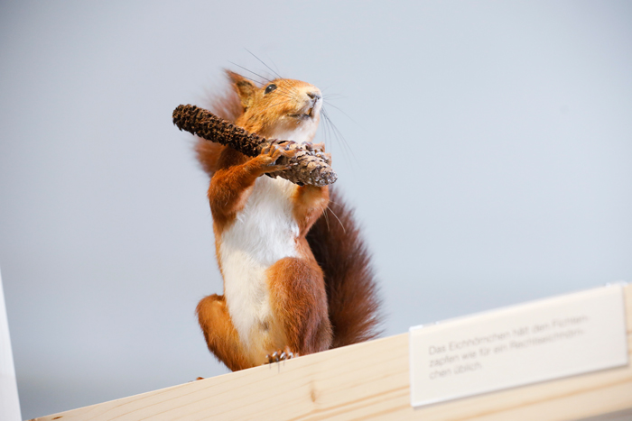 Eichhörnchen in Winterthur - was machen sie den ganzen Tag?