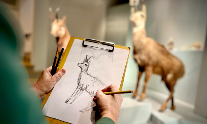 Offenes Zeichnen im Naturmuseum