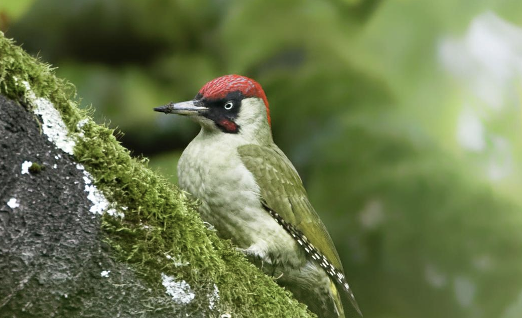 Ornithologischer Spaziergang im Seidenstrassenquartier